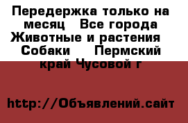 Передержка только на месяц - Все города Животные и растения » Собаки   . Пермский край,Чусовой г.